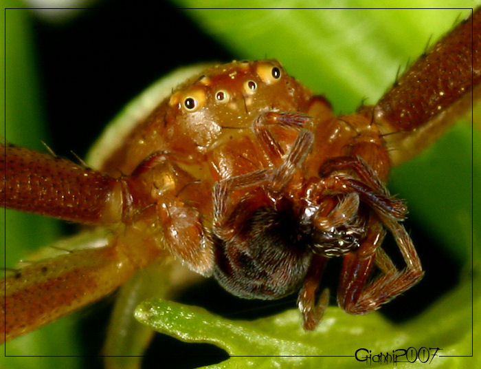 Maschio di Ebrechtella tricuspidata preda Dictynidae(?)